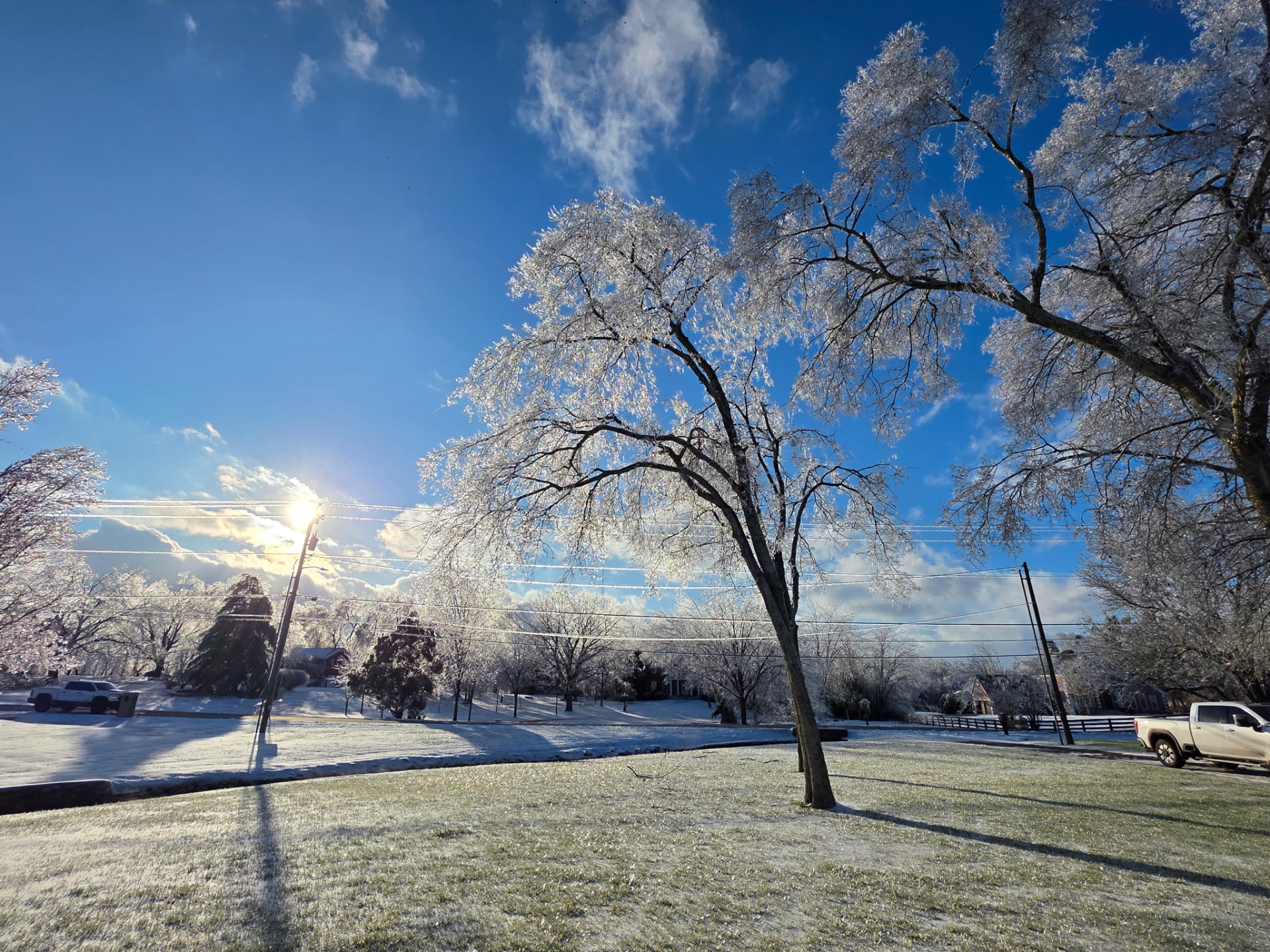 Tree glazed in ice after a West Metro ice storm, the kind of storm damage our crews remove